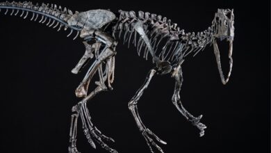 Von der Couch in das Dinosauriermuseum Altmühltal 2