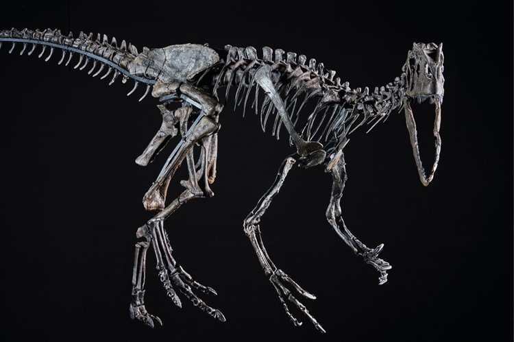 Von der Couch in das Dinosauriermuseum Altmühltal 1