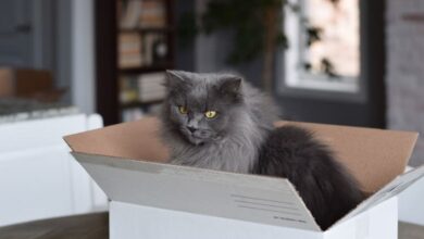 Katzenhaltung: Die ersten Schritte bei der Adoption einer Katze 5 Katzenhaltung: Die ersten Schritte bei der Adoption einer Katze 5