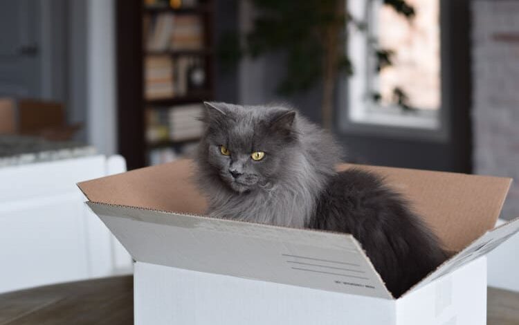 Katzenhaltung: Die ersten Schritte bei der Adoption einer Katze 1